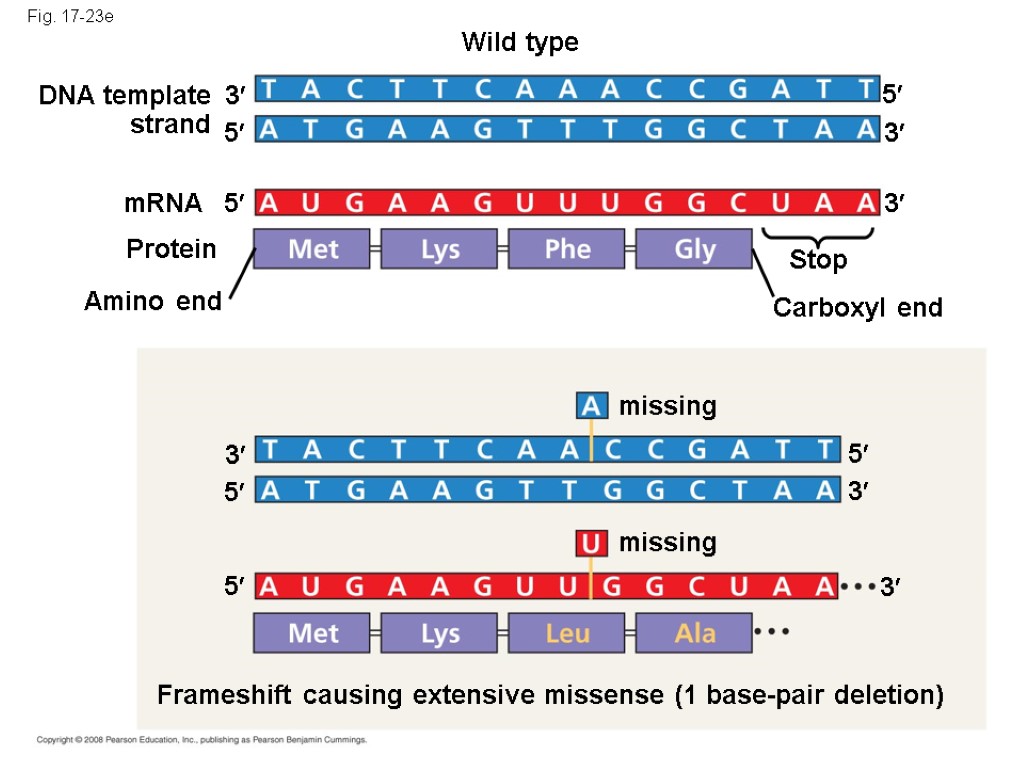 Fig. 17-23e Wild type DNA template strand 3 5 mRNA Protein 5 Amino end